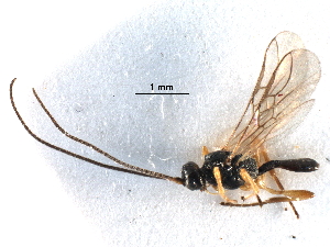  ( - NMS:Godfray:RM-5873)  @13 [ ] CreativeCommons - Attribution (2017) CBG Photography Group Centre for Biodiversity Genomics