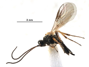  ( - NMS:Godfray:KPB-C56)  @13 [ ] CreativeCommons - Attribution (2017) CBG Photography Group Centre for Biodiversity Genomics