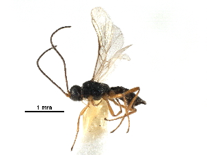  ( - NMS:Godfray:NR223.3)  @13 [ ] CreativeCommons - Attribution (2017) CBG Photography Group Centre for Biodiversity Genomics