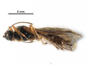  ( - NMS:Godfray:A527)  @11 [ ] CreativeCommons - Attribution (2017) CBG Photography Group Centre for Biodiversity Genomics