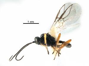  (Chorebus nydia - NMS:Godfray:KPB-C349)  @15 [ ] CreativeCommons - Attribution (2017) CBG Photography Group Centre for Biodiversity Genomics