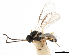  (Exotela phryne - NMS:Godfray:KPB-CL591b)  @13 [ ] CreativeCommons - Attribution (2015) CBG Photography Group Centre for Biodiversity Genomics