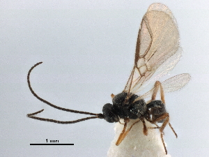  ( - NMS:Godfray:KPB-2384)  @11 [ ] CreativeCommons - Attribution (2019) CBG Photography Group Centre for Biodiversity Genomics