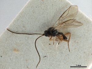  ( - NMS:Godfray:KPB-E23)  @11 [ ] CreativeCommons - Attribution (2019) CBG Photography Group Centre for Biodiversity Genomics