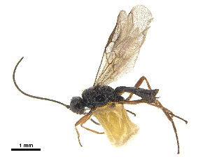  (Synelix semirugosa - NMS:Godfray:NR260)  @14 [ ] CreativeCommons - Attribution (2019) CBG Photography Group Centre for Biodiversity Genomics