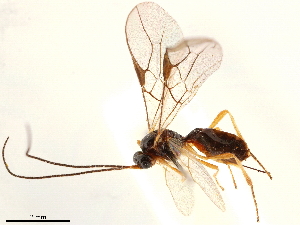  (Mesocrina chandleri - NMS:Godfray:NR980)  @11 [ ] CreativeCommons - Attribution (2019) CBG Photography Group Centre for Biodiversity Genomics