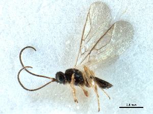  ( - NMS:Godfray:RM-5673)  @11 [ ] CreativeCommons - Attribution (2019) CBG Photography Group Centre for Biodiversity Genomics