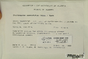  ( - CCDB-25691-A02)  @11 [ ] CreativeCommons - Attribution Non-Commercial Share-Alike (2018) Masha L. Kuzmina Canadian Centre for DNA Barcoding