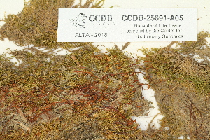  ( - CCDB-25691-A05)  @11 [ ] CreativeCommons - Attribution Non-Commercial Share-Alike (2018) Masha L. Kuzmina Canadian Centre for DNA Barcoding