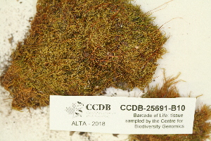  ( - CCDB-25691-B10)  @11 [ ] CreativeCommons - Attribution Non-Commercial Share-Alike (2018) Masha L. Kuzmina Canadian Centre for DNA Barcoding