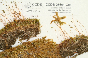  ( - CCDB-25691-C01)  @11 [ ] CreativeCommons - Attribution Non-Commercial Share-Alike (2018) Masha L. Kuzmina Canadian Centre for DNA Barcoding