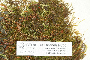  ( - CCDB-25691-C05)  @11 [ ] CreativeCommons - Attribution Non-Commercial Share-Alike (2018) Masha L. Kuzmina Canadian Centre for DNA Barcoding