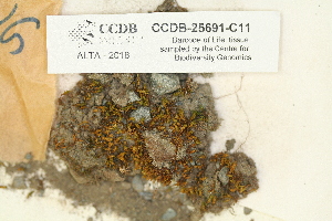  ( - CCDB-25691-C11)  @11 [ ] CreativeCommons - Attribution Non-Commercial Share-Alike (2018) Masha L. Kuzmina Canadian Centre for DNA Barcoding