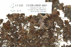  (Andreaea rupestris - CCDB-25691-D07)  @11 [ ] CreativeCommons - Attribution Non-Commercial Share-Alike (2018) Masha L. Kuzmina Canadian Centre for DNA Barcoding