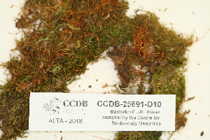 ( - CCDB-25691-D10)  @11 [ ] CreativeCommons - Attribution Non-Commercial Share-Alike (2018) Masha L. Kuzmina Canadian Centre for DNA Barcoding