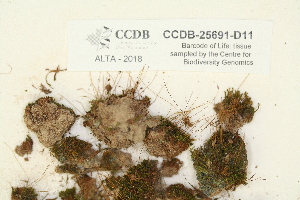  ( - CCDB-25691-D11)  @11 [ ] CreativeCommons - Attribution Non-Commercial Share-Alike (2018) Masha L. Kuzmina Canadian Centre for DNA Barcoding