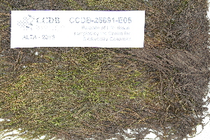  ( - CCDB-25691-E05)  @11 [ ] CreativeCommons - Attribution Non-Commercial Share-Alike (2018) Masha L. Kuzmina Canadian Centre for DNA Barcoding