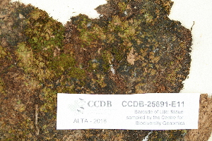  ( - CCDB-25691-E11)  @11 [ ] CreativeCommons - Attribution Non-Commercial Share-Alike (2018) Masha L. Kuzmina Canadian Centre for DNA Barcoding