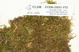  ( - CCDB-25691-F02)  @11 [ ] CreativeCommons - Attribution Non-Commercial Share-Alike (2018) Masha L. Kuzmina Canadian Centre for DNA Barcoding