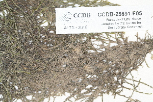  ( - CCDB-25691-F05)  @11 [ ] CreativeCommons - Attribution Non-Commercial Share-Alike (2018) Masha L. Kuzmina Canadian Centre for DNA Barcoding