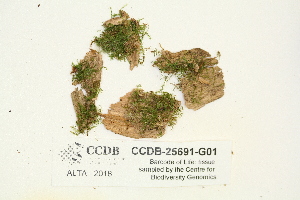  ( - CCDB-25691-G01)  @11 [ ] CreativeCommons - Attribution Non-Commercial Share-Alike (2018) Masha L. Kuzmina Canadian Centre for DNA Barcoding