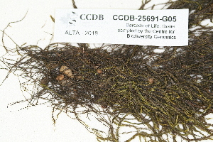  ( - CCDB-25691-G05)  @11 [ ] CreativeCommons - Attribution Non-Commercial Share-Alike (2018) Masha L. Kuzmina Canadian Centre for DNA Barcoding