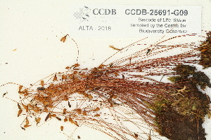  ( - CCDB-25691-G09)  @11 [ ] CreativeCommons - Attribution Non-Commercial Share-Alike (2018) Masha L. Kuzmina Canadian Centre for DNA Barcoding