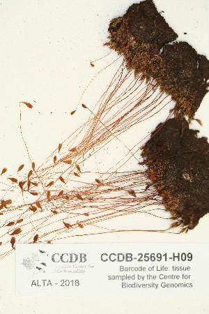  (Ptychostomum longisetum - CCDB-25691-H09)  @11 [ ] CreativeCommons - Attribution Non-Commercial Share-Alike (2018) Masha L. Kuzmina Canadian Centre for DNA Barcoding