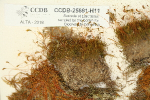  ( - CCDB-25691-H11)  @11 [ ] CreativeCommons - Attribution Non-Commercial Share-Alike (2018) Masha L. Kuzmina Canadian Centre for DNA Barcoding