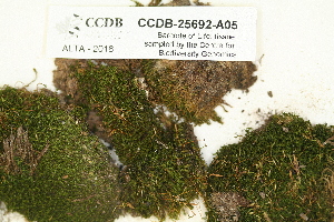  ( - CCDB-25692-A05)  @11 [ ] CreativeCommons - Attribution Non-Commercial Share-Alike (2018) Masha L. Kuzmina Canadian Centre for DNA Barcoding