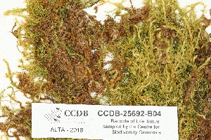  ( - CCDB-25692-B04)  @11 [ ] CreativeCommons - Attribution Non-Commercial Share-Alike (2018) Masha L. Kuzmina Canadian Centre for DNA Barcoding