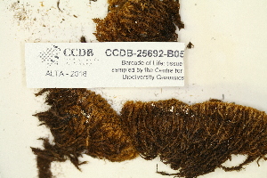  ( - CCDB-25692-B05)  @11 [ ] CreativeCommons - Attribution Non-Commercial Share-Alike (2018) Masha L. Kuzmina Canadian Centre for DNA Barcoding