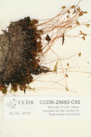  ( - CCDB-25692-C02)  @11 [ ] CreativeCommons - Attribution Non-Commercial Share-Alike (2018) Masha L. Kuzmina Canadian Centre for DNA Barcoding