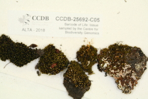  ( - CCDB-25692-C05)  @11 [ ] CreativeCommons - Attribution Non-Commercial Share-Alike (2018) Masha L. Kuzmina Canadian Centre for DNA Barcoding