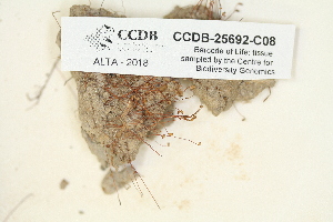  ( - CCDB-25692-C08)  @11 [ ] CreativeCommons - Attribution Non-Commercial Share-Alike (2018) Masha L. Kuzmina Canadian Centre for DNA Barcoding