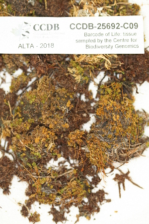  ( - CCDB-25692-C09)  @11 [ ] CreativeCommons - Attribution Non-Commercial Share-Alike (2018) Masha L. Kuzmina Canadian Centre for DNA Barcoding