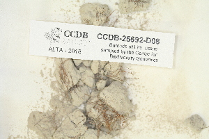  (Discelium nudum - CCDB-25692-D08)  @11 [ ] CreativeCommons - Attribution Non-Commercial Share-Alike (2018) Masha L. Kuzmina Canadian Centre for DNA Barcoding