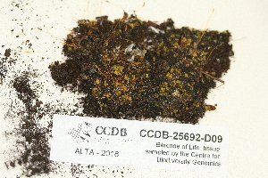  ( - CCDB-25692-D09)  @11 [ ] CreativeCommons - Attribution Non-Commercial Share-Alike (2018) Masha L. Kuzmina Canadian Centre for DNA Barcoding