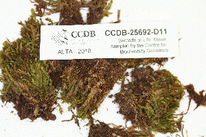  ( - CCDB-25692-D11)  @11 [ ] CreativeCommons - Attribution Non-Commercial Share-Alike (2018) Masha L. Kuzmina Canadian Centre for DNA Barcoding