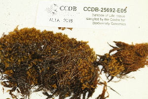  ( - CCDB-25692-E05)  @11 [ ] CreativeCommons - Attribution Non-Commercial Share-Alike (2018) Masha L. Kuzmina Canadian Centre for DNA Barcoding
