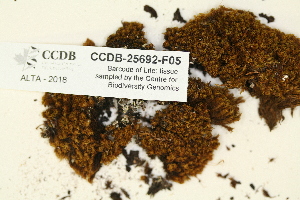  ( - CCDB-25692-F05)  @11 [ ] CreativeCommons - Attribution Non-Commercial Share-Alike (2018) Masha L. Kuzmina Canadian Centre for DNA Barcoding