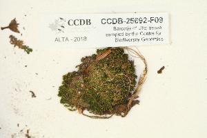  ( - CCDB-25692-F09)  @11 [ ] CreativeCommons - Attribution Non-Commercial Share-Alike (2018) Masha L. Kuzmina Canadian Centre for DNA Barcoding