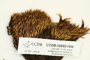  ( - CCDB-25692-H04)  @11 [ ] CreativeCommons - Attribution Non-Commercial Share-Alike (2018) Masha L. Kuzmina Canadian Centre for DNA Barcoding