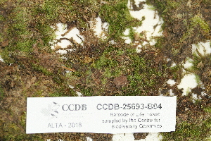  (Pseudotaxiphyllum - CCDB-25693-B04)  @11 [ ] CreativeCommons - Attribution Non-Commercial Share-Alike (2018) Masha L. Kuzmina Canadian Centre for DNA Barcoding