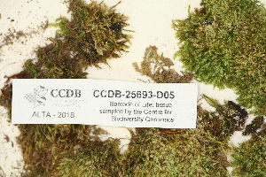  ( - CCDB-25693-D05)  @11 [ ] CreativeCommons - Attribution Non-Commercial Share-Alike (2018) Masha L. Kuzmina Canadian Centre for DNA Barcoding