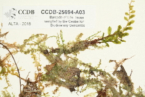 ( - CCDB-25694-A03)  @11 [ ] CreativeCommons - Attribution Non-Commercial Share-Alike (2018) Masha L. Kuzmina Canadian Centre for DNA Barcoding