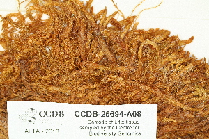  ( - CCDB-25694-A08)  @11 [ ] CreativeCommons - Attribution Non-Commercial Share-Alike (2018) Masha L. Kuzmina Canadian Centre for DNA Barcoding