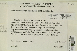  (Pseudoleskeella - CCDB-25694-A09)  @11 [ ] CreativeCommons - Attribution Non-Commercial Share-Alike (2018) Masha L. Kuzmina Canadian Centre for DNA Barcoding