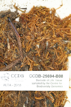  ( - CCDB-25694-B08)  @11 [ ] CreativeCommons - Attribution Non-Commercial Share-Alike (2018) Masha L. Kuzmina Canadian Centre for DNA Barcoding