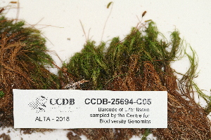  ( - CCDB-25694-C05)  @11 [ ] CreativeCommons - Attribution Non-Commercial Share-Alike (2018) Masha L. Kuzmina Canadian Centre for DNA Barcoding